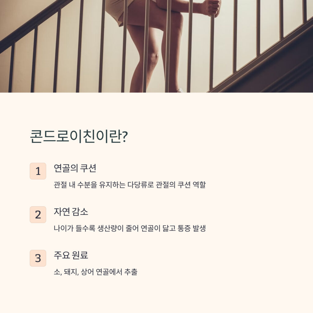 콘드로이친-특징